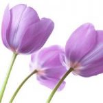 Lilac Tulips Wall Art